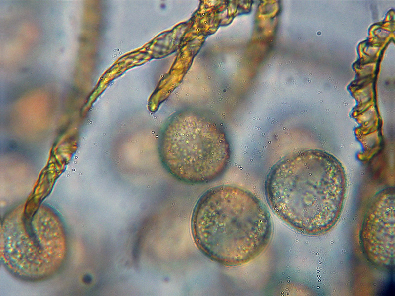 Evoluzione di Trichia varia